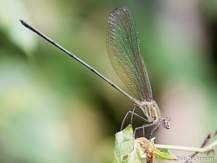 Phaon iridipennis