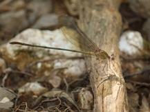 Phaon iridipennis